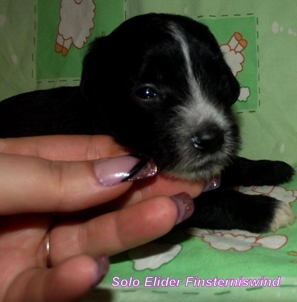 Solo Elider Finsterniswind