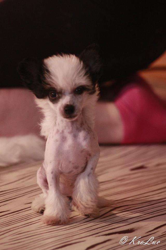 Elisabetta di Bronco Picolo Amico