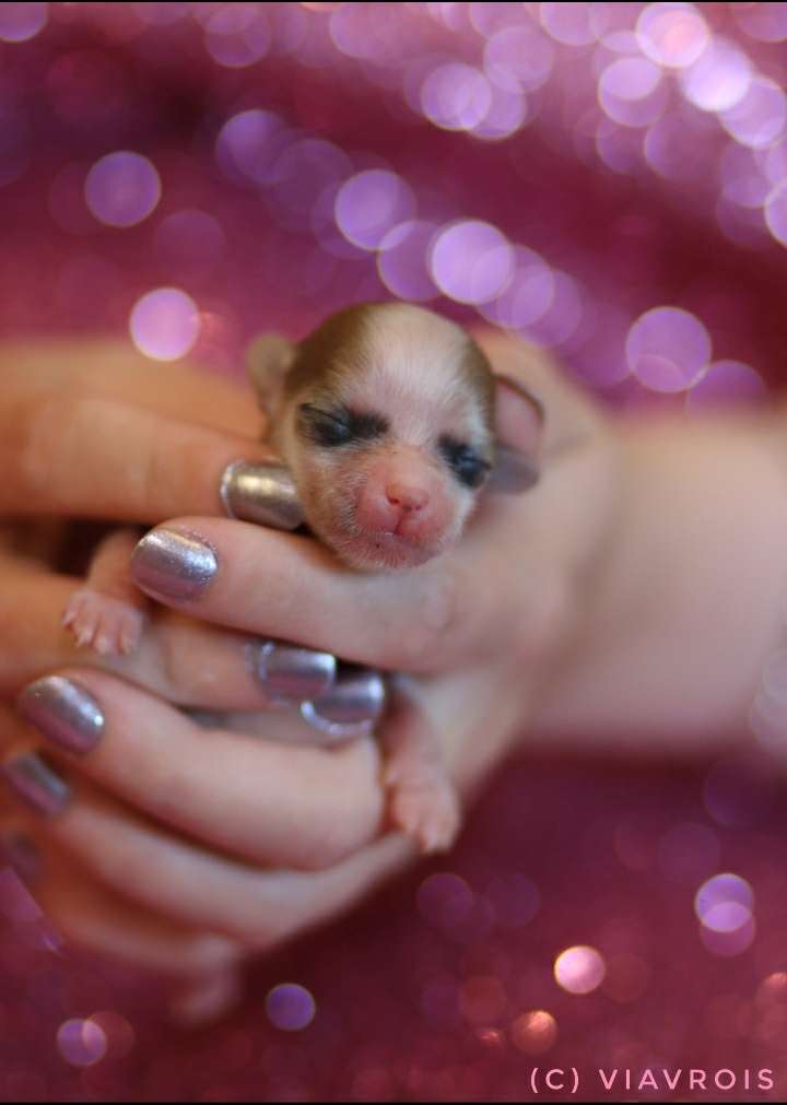 Viavrois Cute Criminal