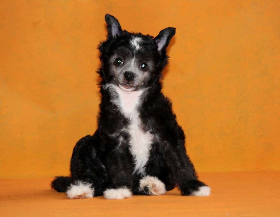 SHik blesk krasota dlya Liris