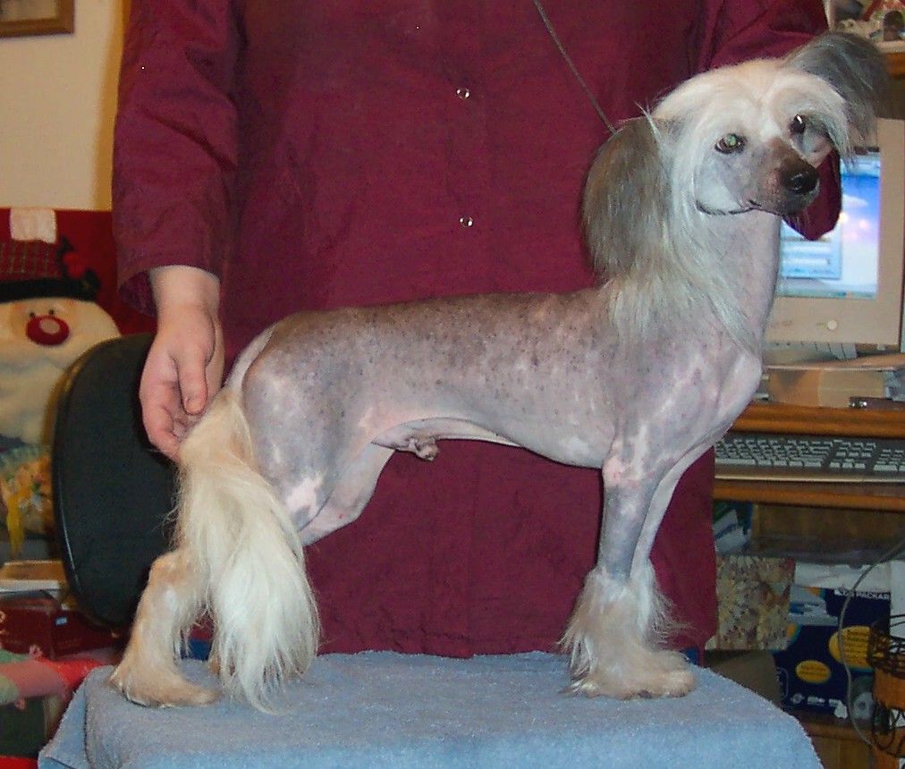 Howlingwind Chilly Willy