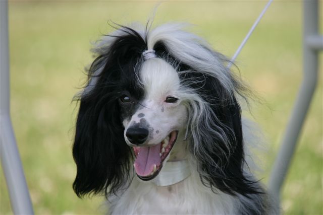 Ama-Tsu-Kami Ciarán