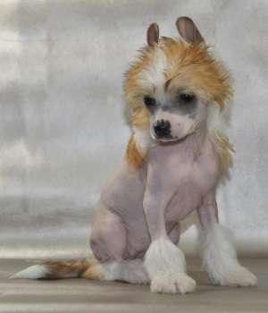 Just J&J Little Champs