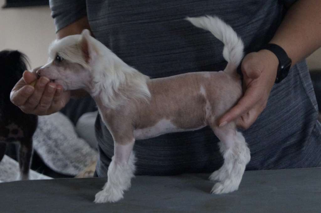 Hottie Tots Guardian Angel Going Crazy