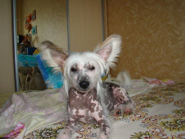 Vikiri Bells Little Prince