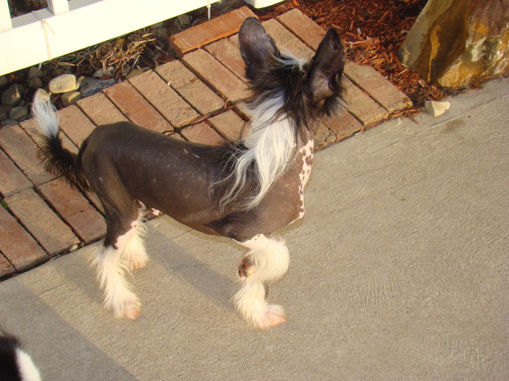 Slightly Over Dressed N'CO