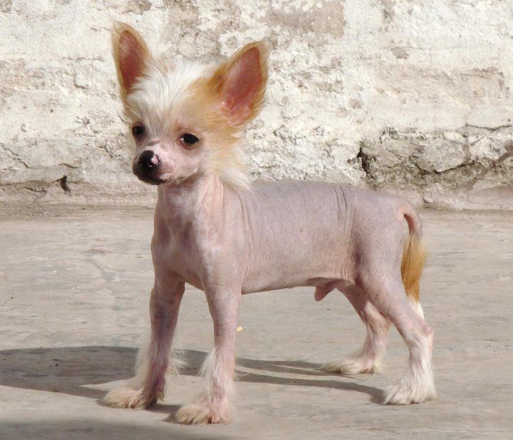 Lisbury's El Inquisidor