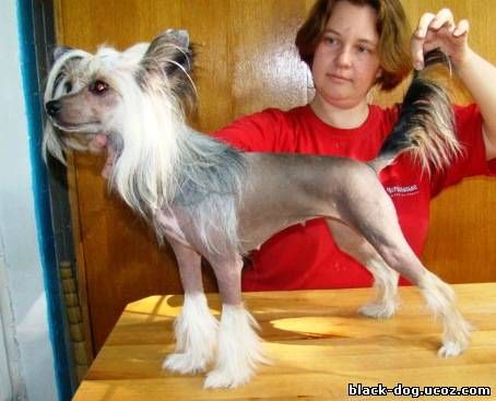 Rus Foreva  Orhideya Nero iz Hohlyandii