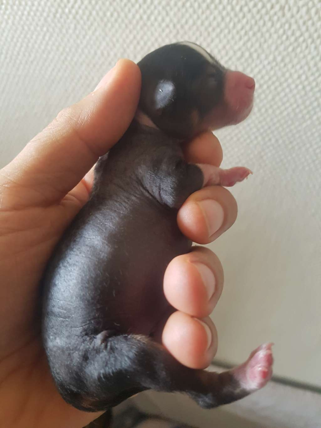 Moon Harbour Phileas