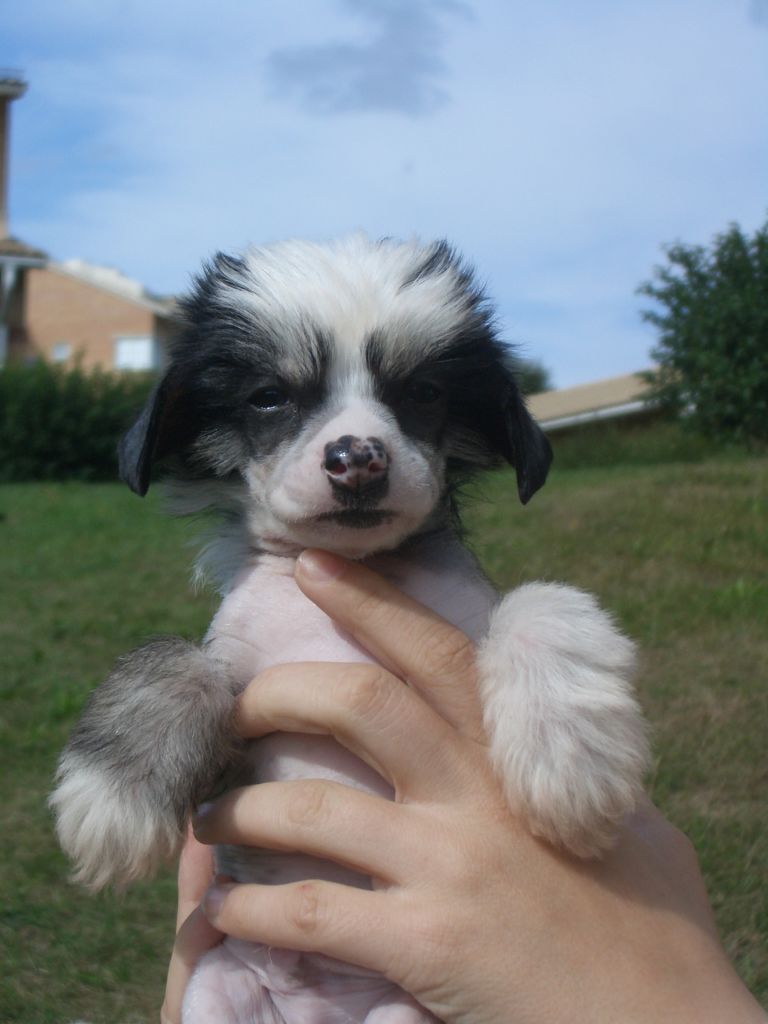 Cute and Crazy Douglas