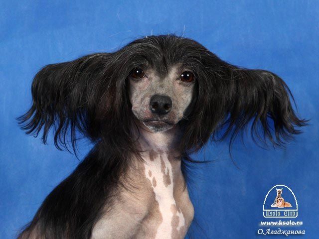 Nothing Else Matter von Shinbashi