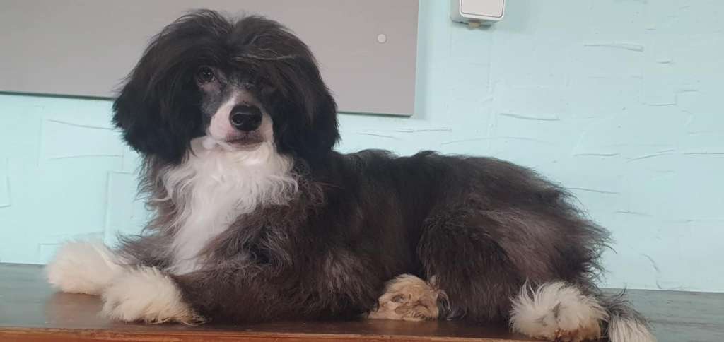 Zipper Dneprovskoye Solntse