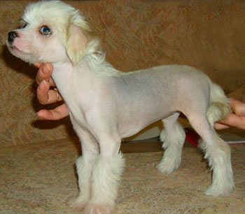 Sapfir iz Tsarskogo Sela Megi