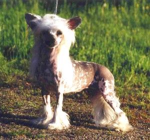 Chinetta's Cacharel Gloria