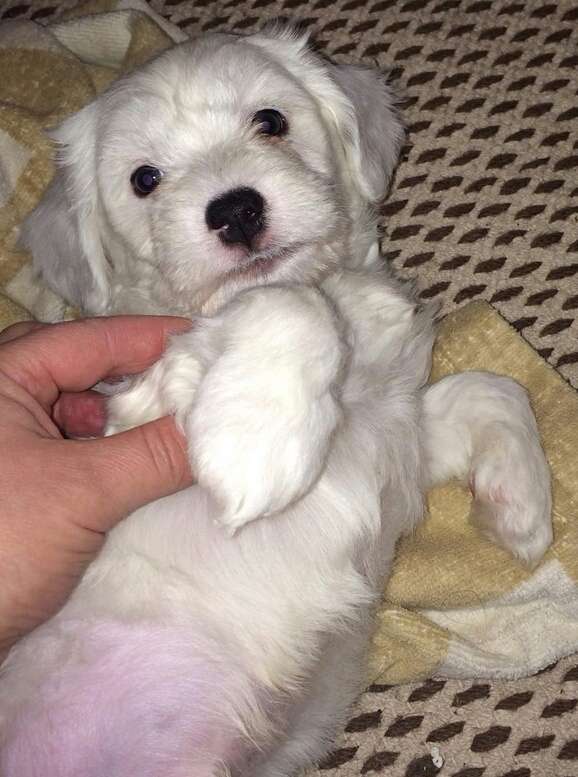 Etual Asandant Goofy