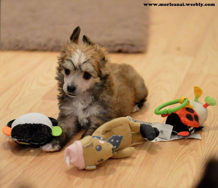 Zone Of Silence Mor Leanai