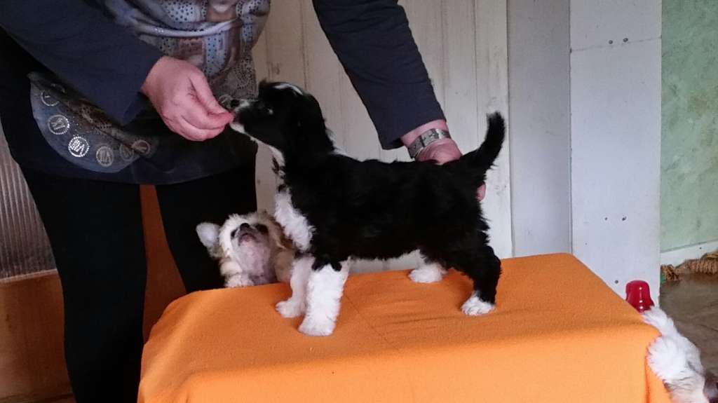 Tournais Watch This Ribbon Slayer