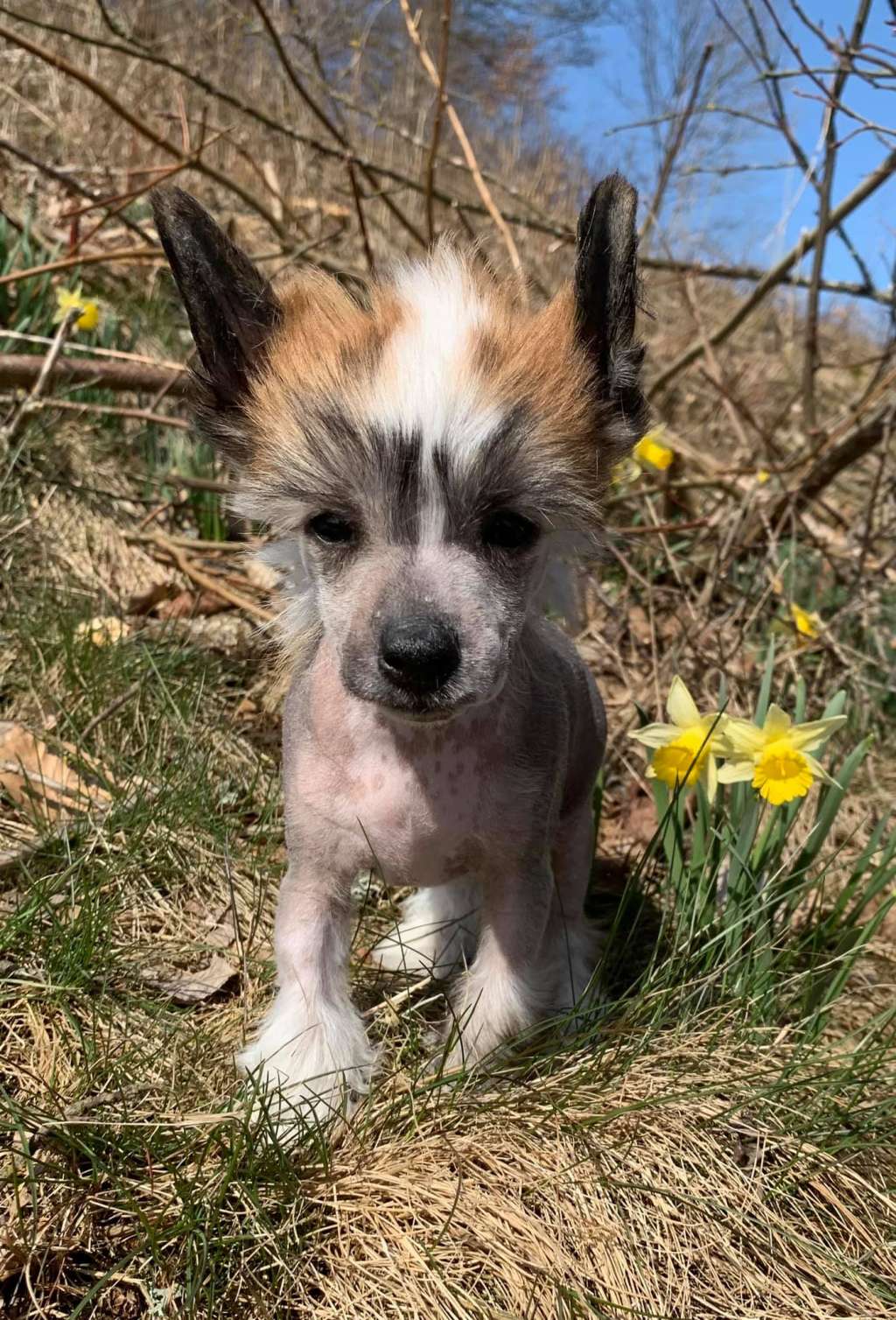 Proud Pony Zero Chill