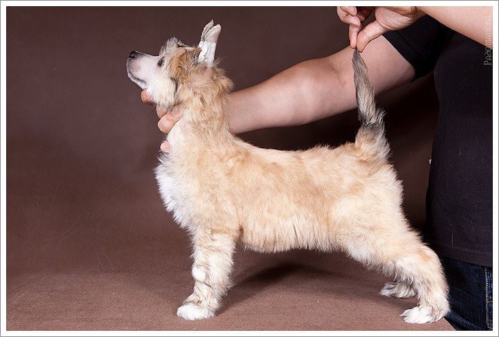  Aura Beauty Special Policeman 