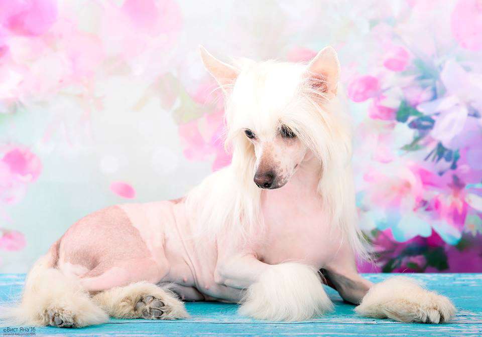 Glenkinchie Gaitana Iz Vishnyovogo Sada