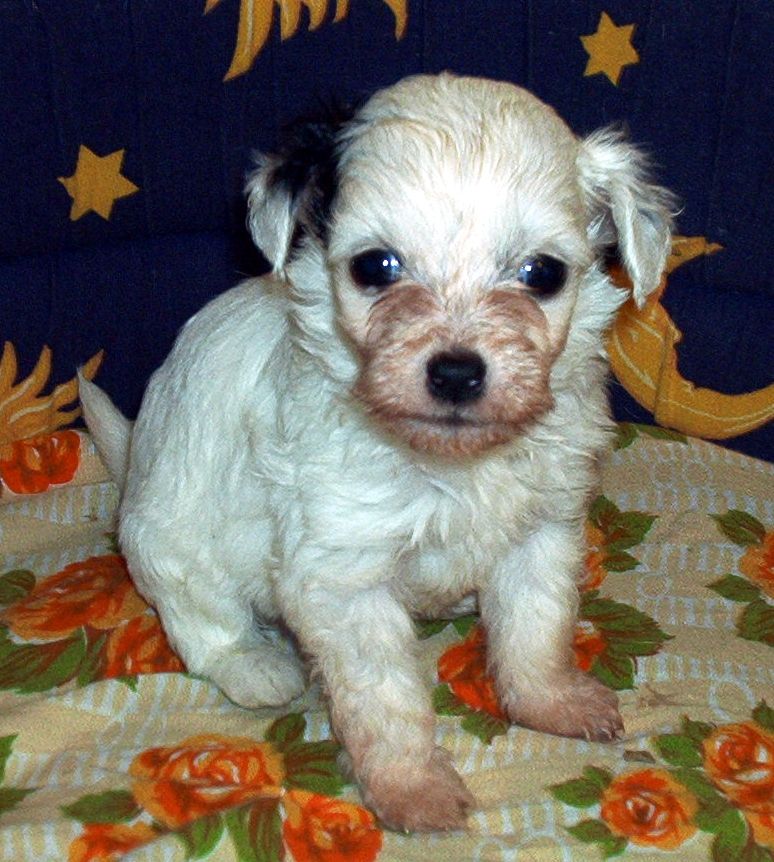 Brisk Powder Lasky dar