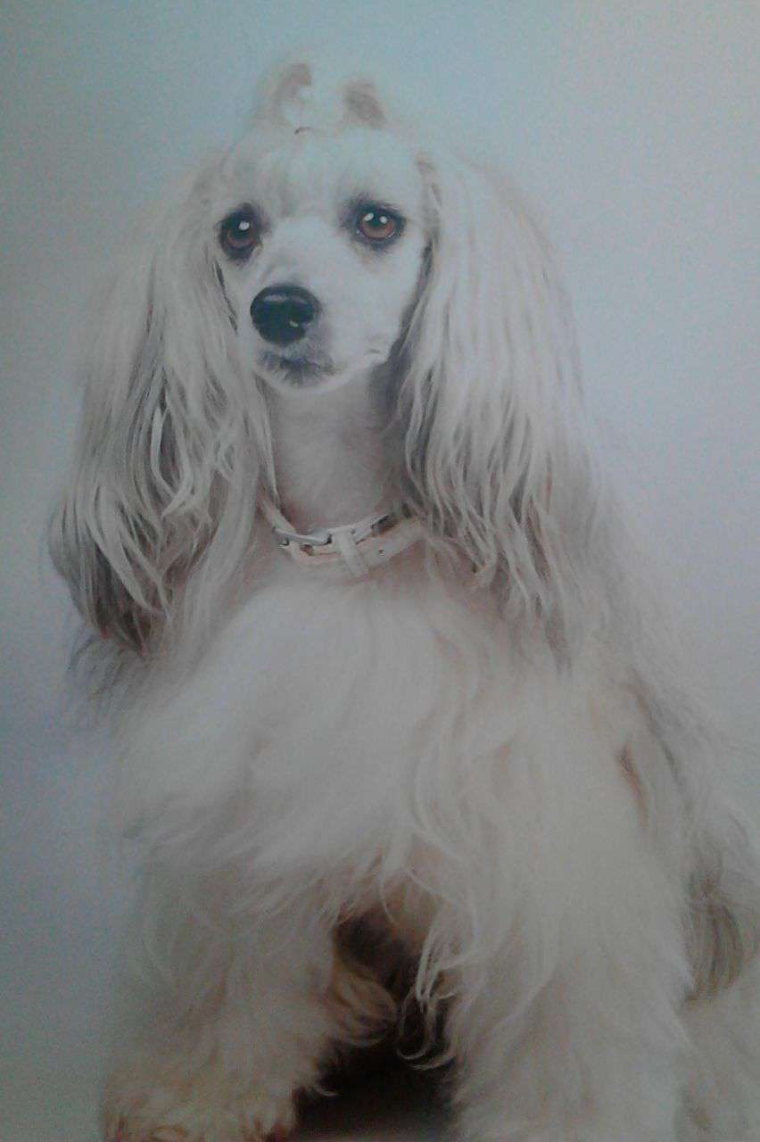 Fee von den Windpferden