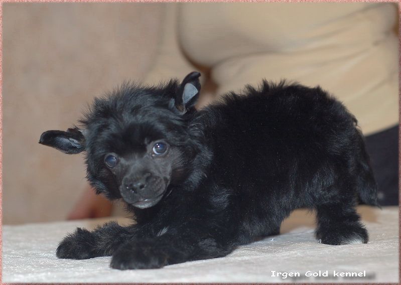 Irgen Gold Festivality