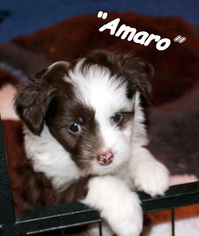 Amaro mon petit chinois