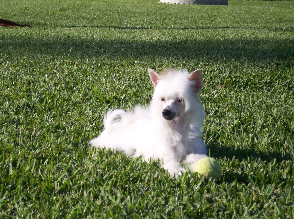 Sirius Avalanche of Sandnsea