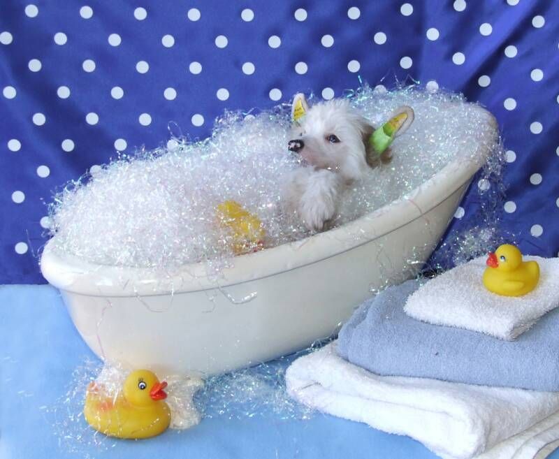 Whisperln' Leaf At Boo's