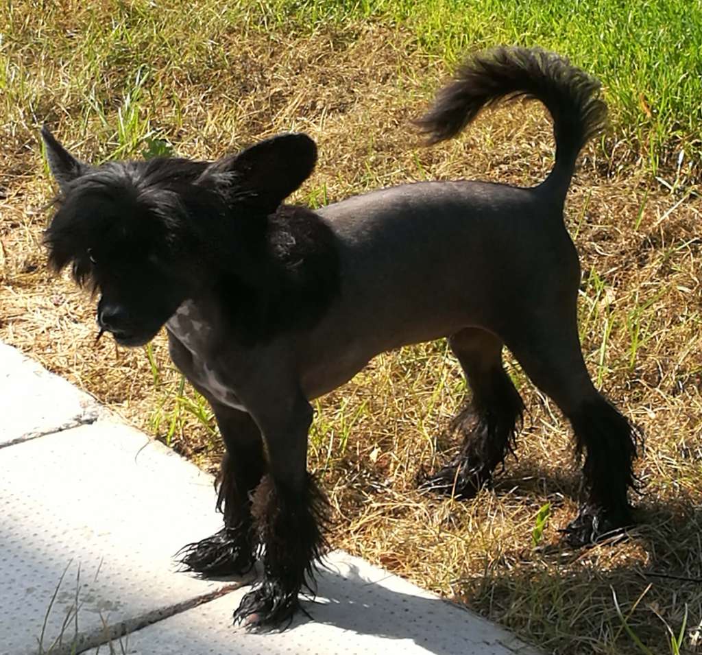 Goulden Chinese's Klara