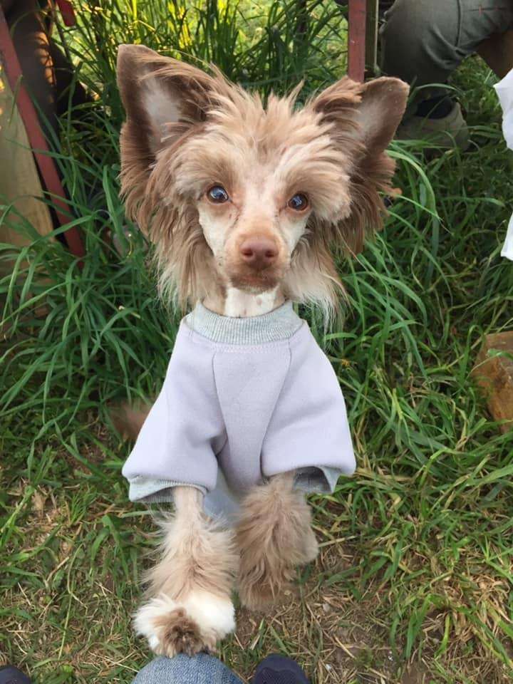 Dakota Yantarnaya Mechta