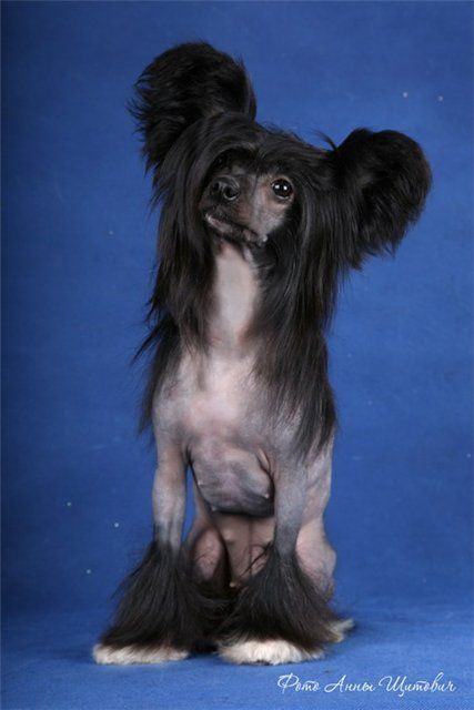 Naleks Art Martinika Bella Constanta