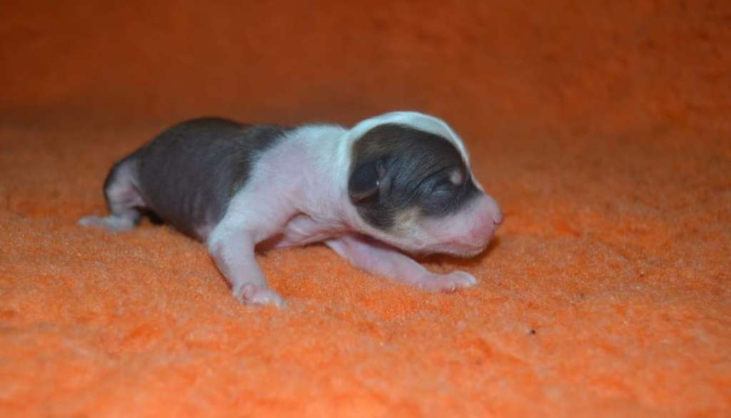 Luch's Black Guardian Benjiro