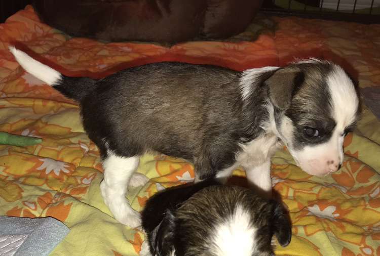 Hottie Tots Flower Power