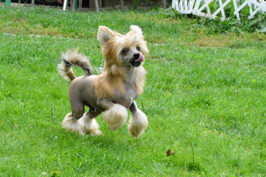 Danika Star Jongleur De Feu