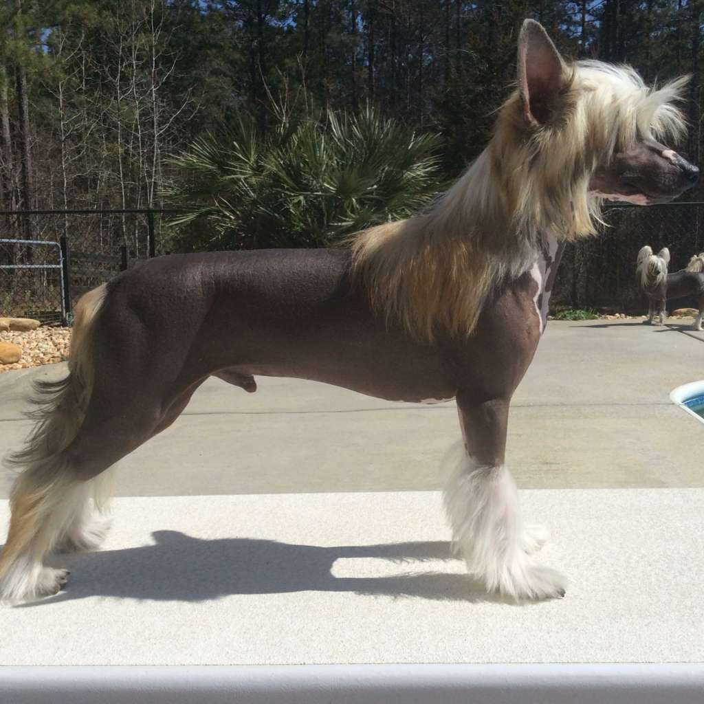 Ch Rock Star's Rhinestone Cowboy