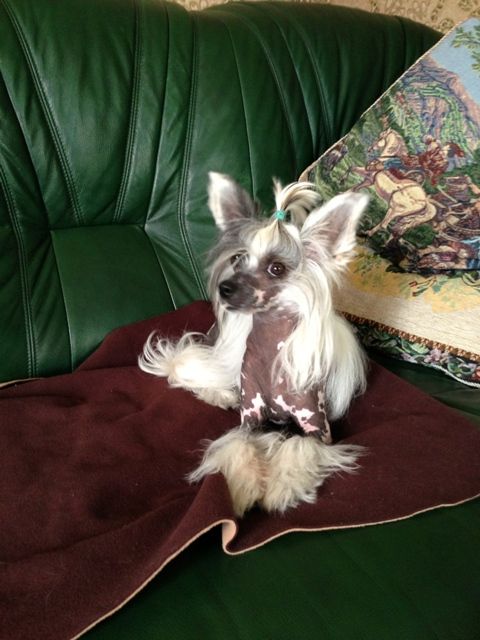 Nika Stars Ofeliya Blanka