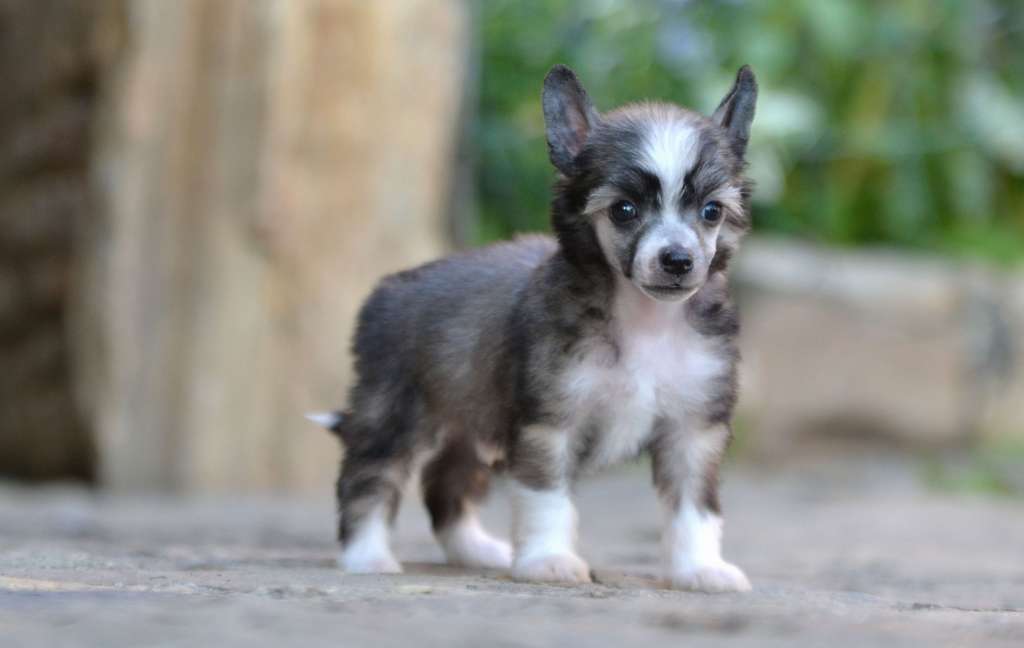 Rock'n'Roll  Jemalle