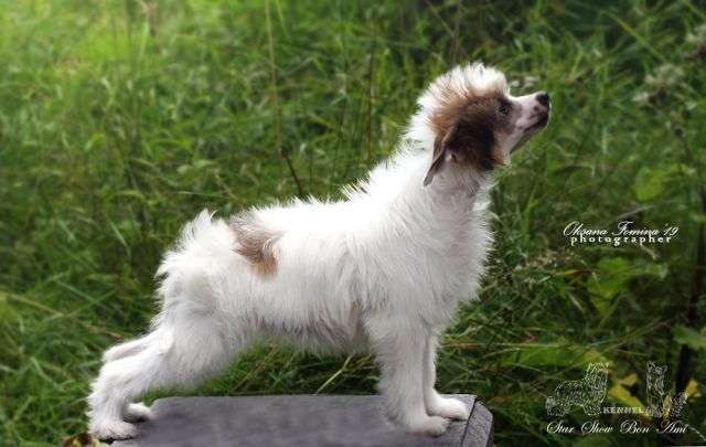 Star Show Bon Ami Ki Panda