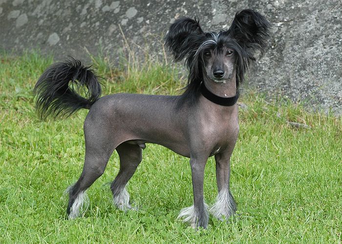 Sunstreaker Beyond Belief