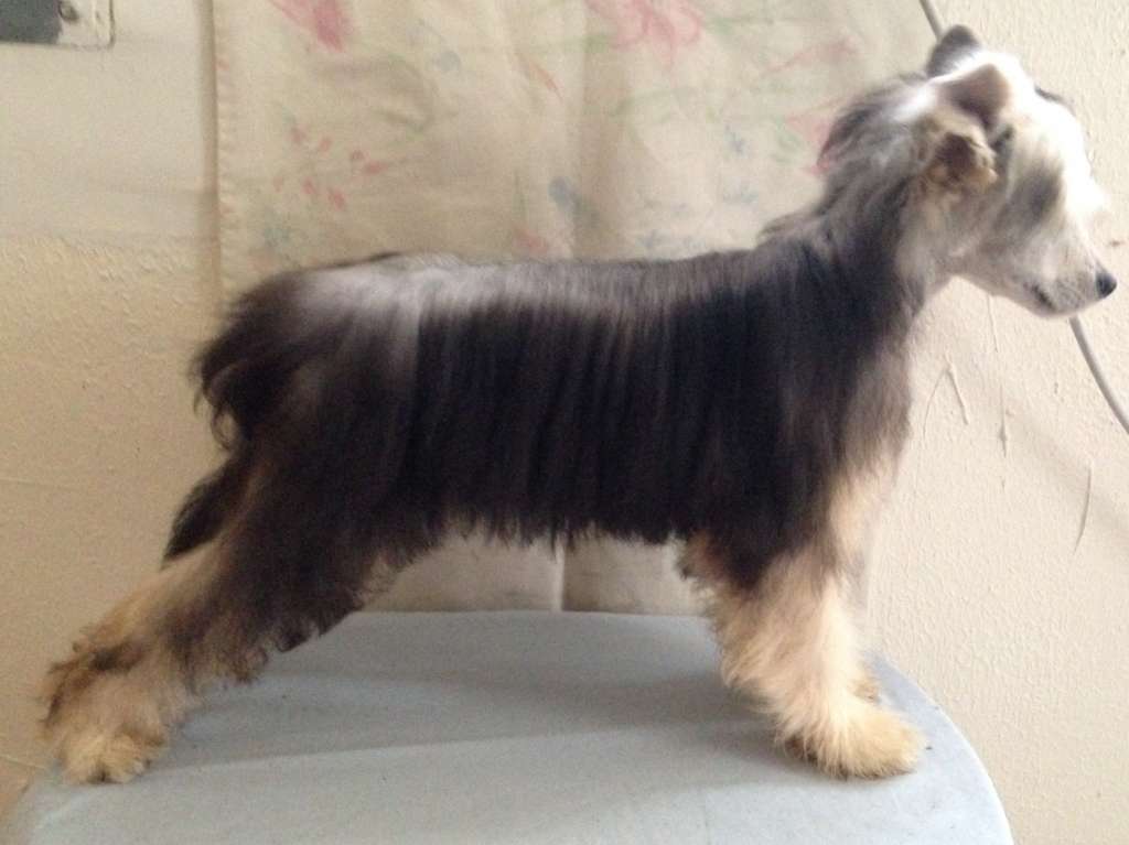 deBahTrio's Bittersweet Symphony