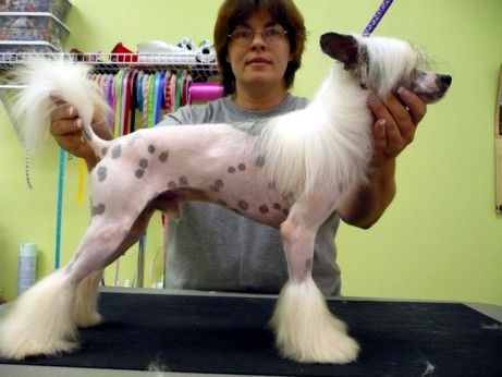 Shikadin-Windspiel Rock Me Amadeus