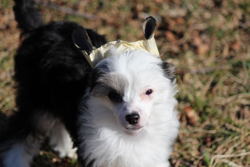 Zhen's Sweet Caroline