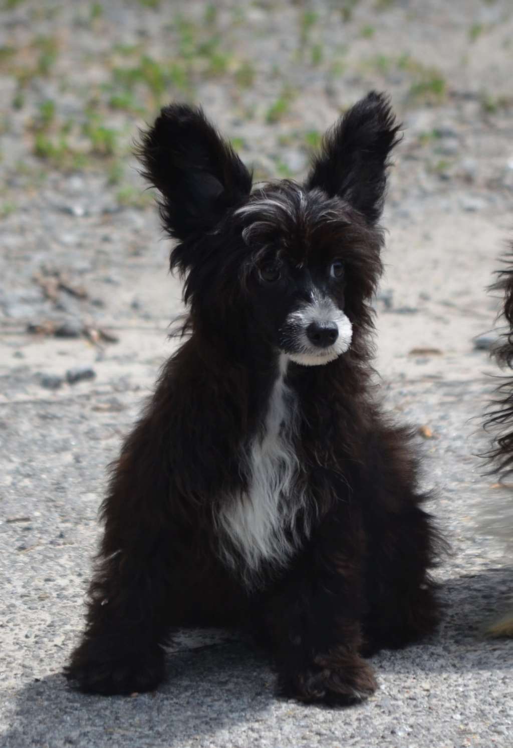 Mgic of Success Alison