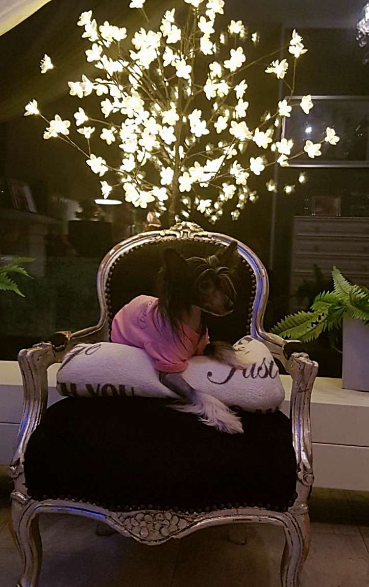 Chocolate Special of Ria's Pride