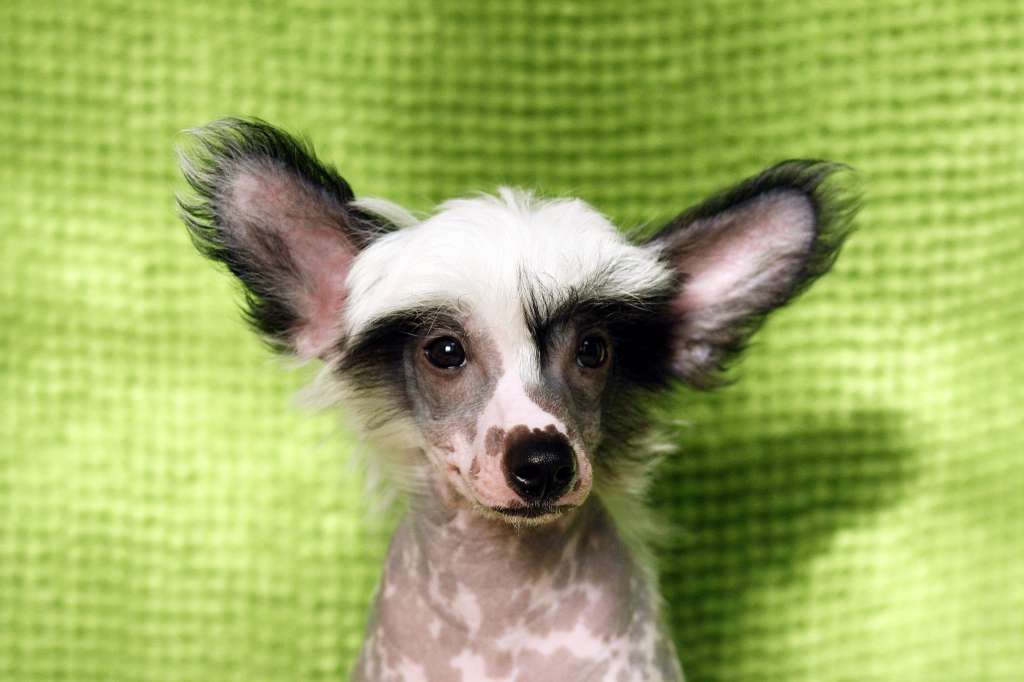 Chinese Sweet Angel Alfa- Romeo