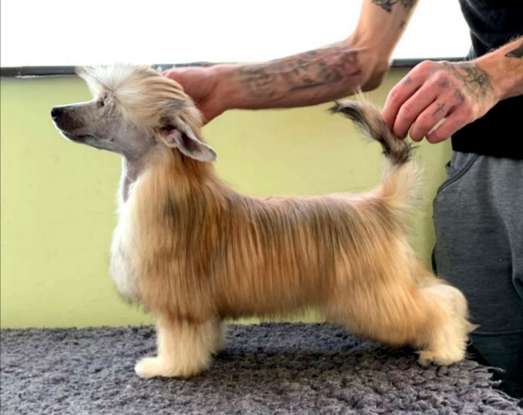 So-soft Quasi un Lupo