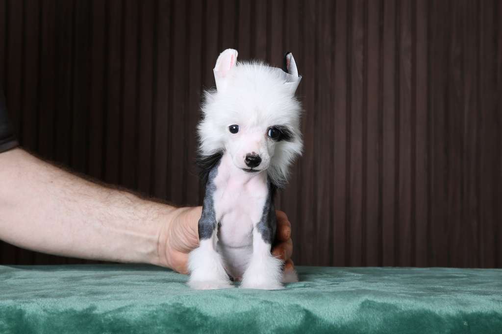 Incanto Del Mondo Trend For A Good  Vibe