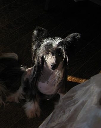 Rino Anne JP Charming Qoo